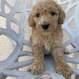 Tina - Apricot female Goldendoodle puppy in Davie, Florida from Daviegoldendoodles