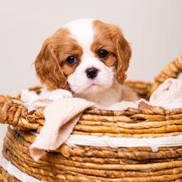 Cavalier King Charles Spaniel Puppies from Cane Creek Cavaliers