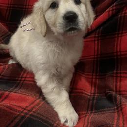 Girl 4 - Light golden female Golden Retriever puppy in Berea, Kentucky from Lucky Golden Ranch