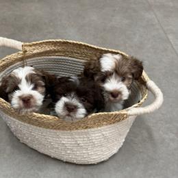 Havanese Puppies from Becky Coker