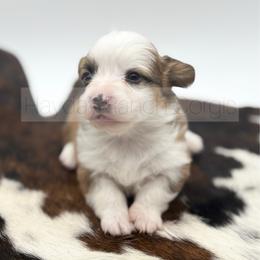 Nut Cracker - 1500 - Red male Pembroke Welsh Corgi puppy in Rozet, Wyoming from Hayday Ranch Corgis