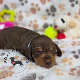 Reeses - Chocolate and tan male Dachshund puppy in Seagoville, Texas from Doxi Delights AKC Miniature Dachshunds