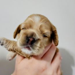 Cocker Spaniel Puppies from Lupine Cocker Spaniels