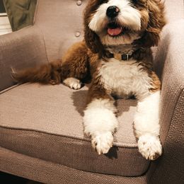 Millie - Cockapoo
