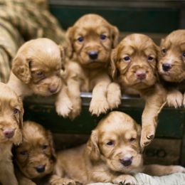 English Cocker Spaniels from SunSage Sporting Dogs