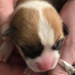 Puppy 5 - Fawn female Pembroke Welsh Corgi puppy in Buffalo, Wyoming from Diamond K Corgis