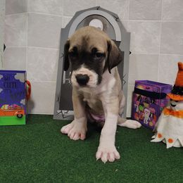 Fern - Fawn female Great Dane puppy in Marshall, Michigan from Dream K9