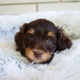 Australian Labradoodle Puppies from Australian Heritage Labradoodles