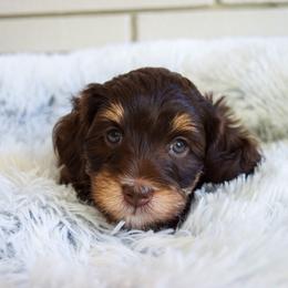 Australian Labradoodle Puppies from Australian Heritage Labradoodles