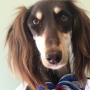 Dachshunds and Salukis from Caristeda Kennels