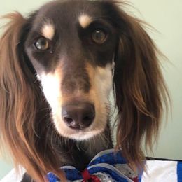 Dachshunds and Salukis from Caristeda Kennels