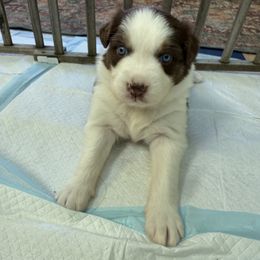Jingle - Red tri-color female Australian Shepherd puppy in Bethlehem, Connecticut from Montanna Sage LLC