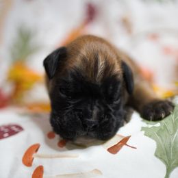 Tobias - Fawn male Boxer puppy in Warsaw, New York from Hillview Kennels