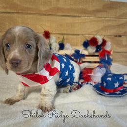 Dachshund Puppies from Shiloh Ridge Dachshunds