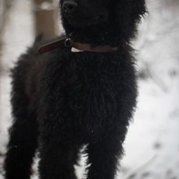 Poodle All Grown Up from River Shine Standard Poodles