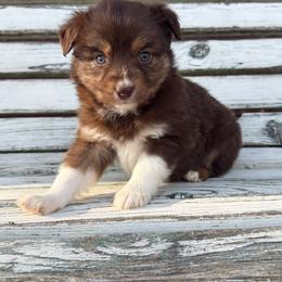 Mint - Red tri male Toy Australian Shepherd puppy in Licking, Missouri from Burnett Aussies