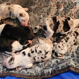 Border Collie puppies from Monarch BorderCollies