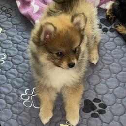 Pomeranian Puppies from Roxy's Pomeranian Puppies