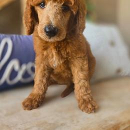 Sprite - Red  female Poodle puppy in Mesa, Arizona from Desert Doodles