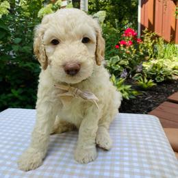 Arlo- light blue - Cream male Goldendoodle puppy in Carlton, Minnesota from Lakeside Doodles MN