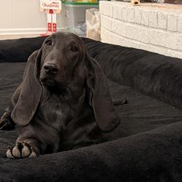 Moonie - Basset Hound