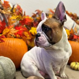 Peach - French Bulldog