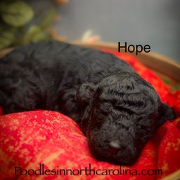 Hope - Silver male Poodle puppy in Greenville, North Carolina from Grace Poodles
