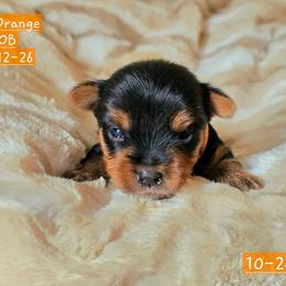 Rudolph - Black and tan male Yorkshire Terrier puppy in Nitro, West Virginia from Kathryn's Yorkies