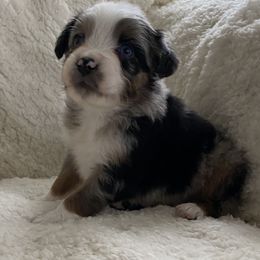 Australian Shepherd Puppies from Australian Shepherds of Rising Moon Acres