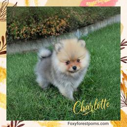 Charlotte - Orange sable female Pomeranian puppy in Eatonville, Washington from Foxy Forest Poms