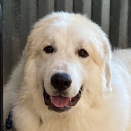 Nounours - Great Pyrenees