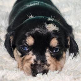 Trailmix - Dapple male Dachshund puppy in Mount Sherman, Kentucky from Kaleidoscope Dachshunds and Whippets