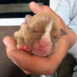 Elsa - Fawn and white female Bulldog puppy in Harvard, Illinois from Dominiques doodle plus