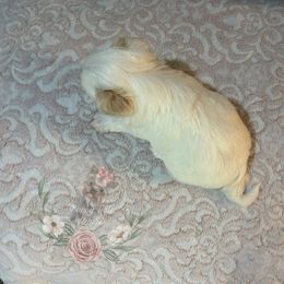 Beautiful Extreme White Blonde Parti Female ( Chocolate) - Tan and white female Yorkshire Terrier puppy in Benson, Arizona from Happy Tails Yorkies