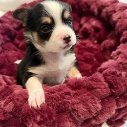 Tommy - Black and white male Chihuahua puppy in Amity, Pennsylvania from Rhoda and Verna