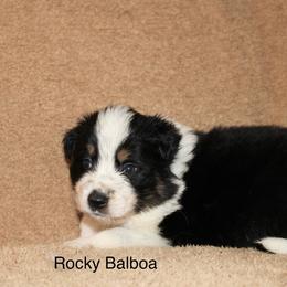 Rocky Balboa - Tri-color male Border Collie puppy in Crawfordsville, Indiana from Rescued Dreams Border Collies