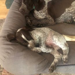 German Shorthaired Pointer Puppies from New England Premier GSPs