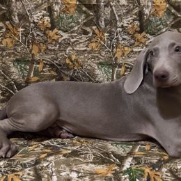 Boy 6 - Weimaraner puppy in Lone Camp, Texas from Bullard’s Weimaraners