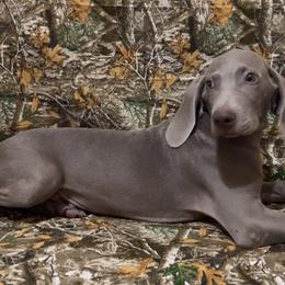 Boy 6 - Weimaraner puppy in Lone Camp, Texas from Bullard’s Weimaraners