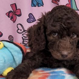 Poodles from Lilobies Poodles