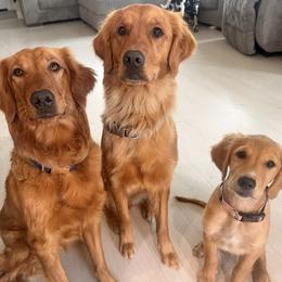 Golden Retriever All Grown Up from Heartwood Goldens