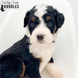Jordan - Tri-color male Bernedoodle puppy in Tipton, Indiana from Country Creek Doodles