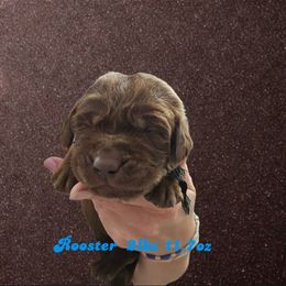 Rooster - Chocolate male Dilute Retriever puppy in Sidney, Nebraska from Nebraska Strong Labradors