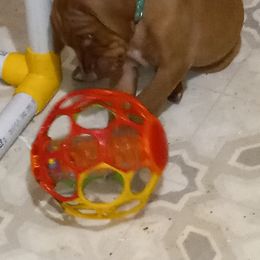 Vizsla Puppies from Char's Vizslas