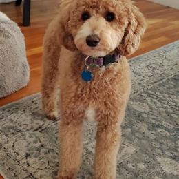 TULA - Poodle
