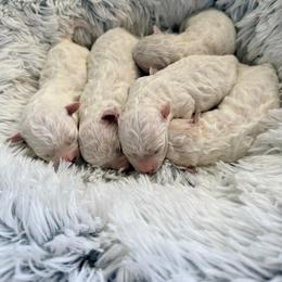 Boy 2 - White male Bichon Frise puppy in Freehold, New Jersey from Michael & Nataliya's Pups