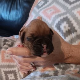 Boy 3 - male Boxer puppy in Morriston, Florida from Like The Wind Boxers