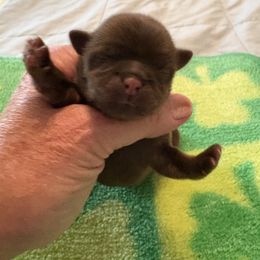 Marty - Liver male Shih Tzu puppy in Buffalo, New York from Irish Eyes ShihTzu