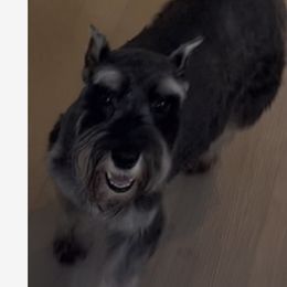 CHANEL - Miniature Schnauzer