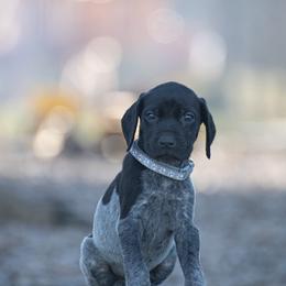 German Shorthaired Pointer and Vizsla Puppies from Nosam Kennels